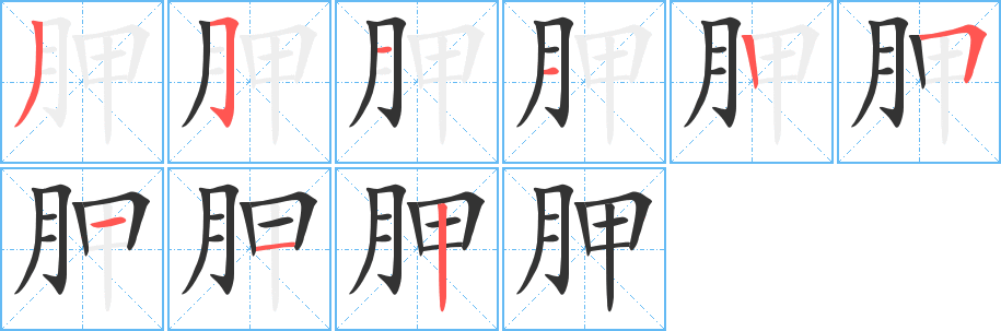 胛字笔画写法